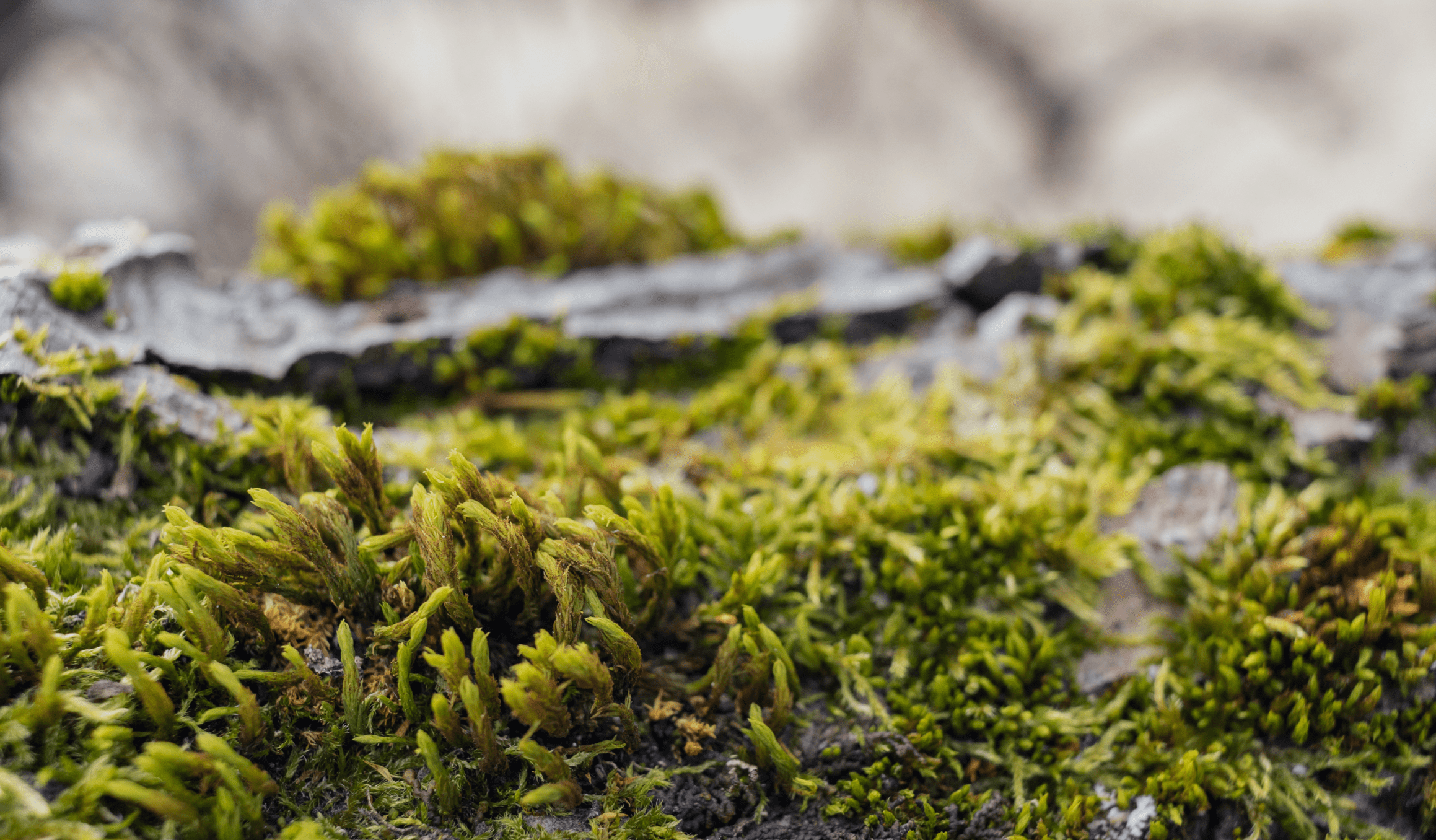 Comunidade Luso – iniciativas de responsabilidade social